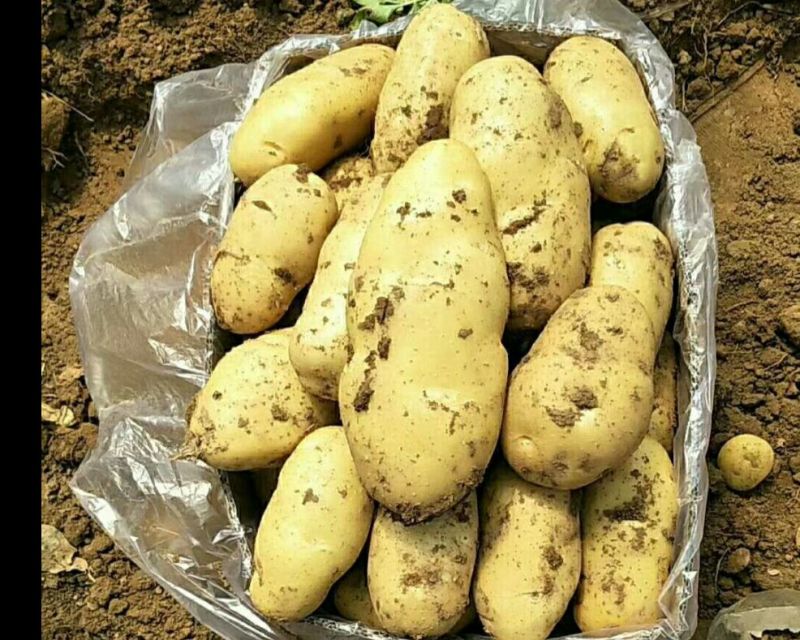 荷兰十五量大优惠