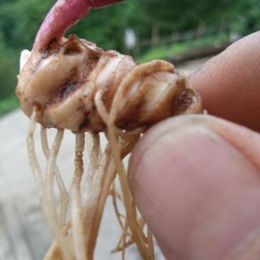 重楼块茎，3年苗全粉质0.8一颗