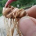 重楼块茎，3年苗全粉质0.8一颗