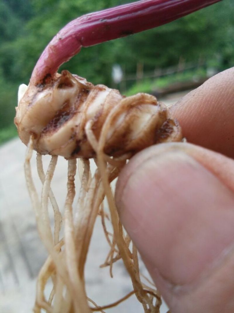 重楼块茎，3年苗全粉质0.8一颗