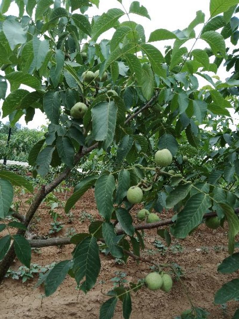 薄皮核桃量大