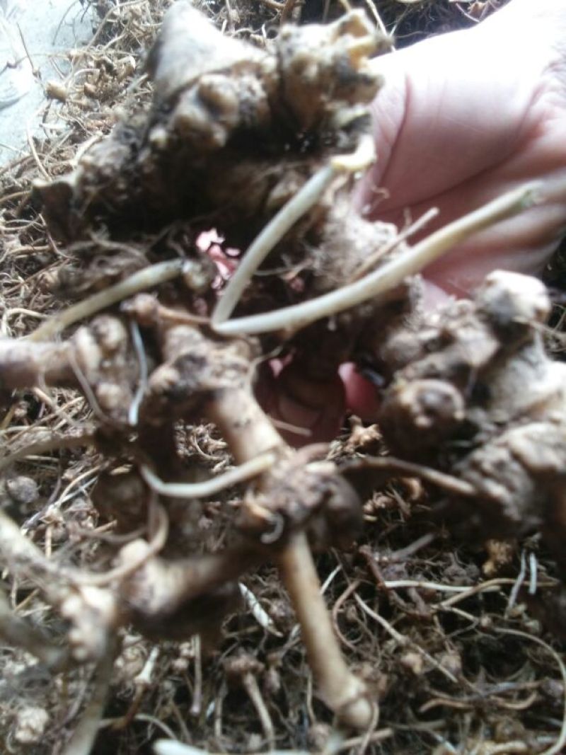 珠子参，野生块茎