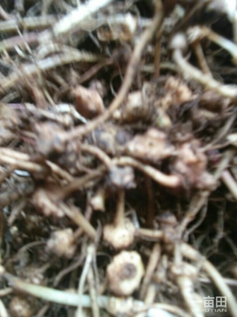 珠子参，野生块茎