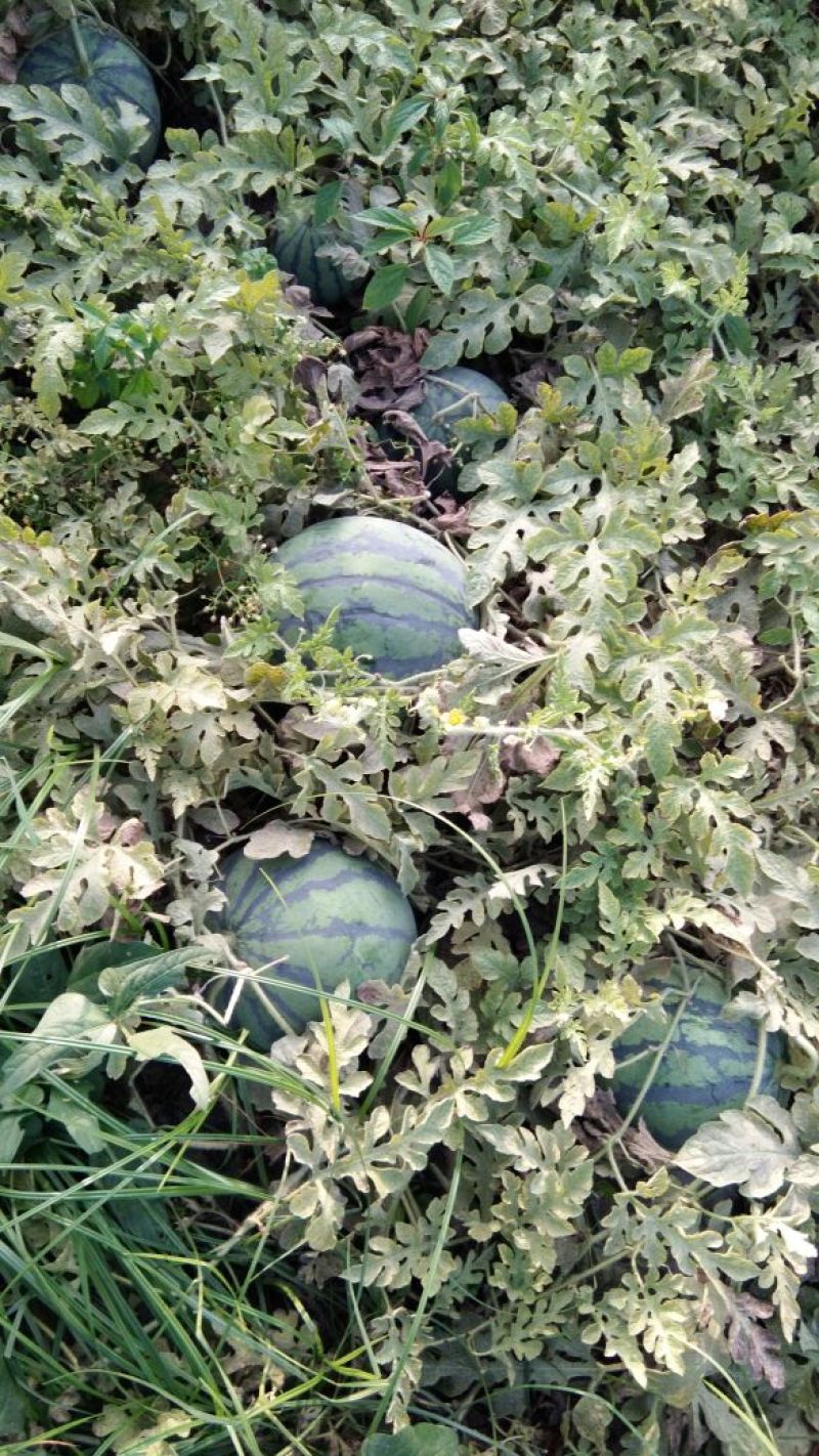 睢宁京欣西瓜