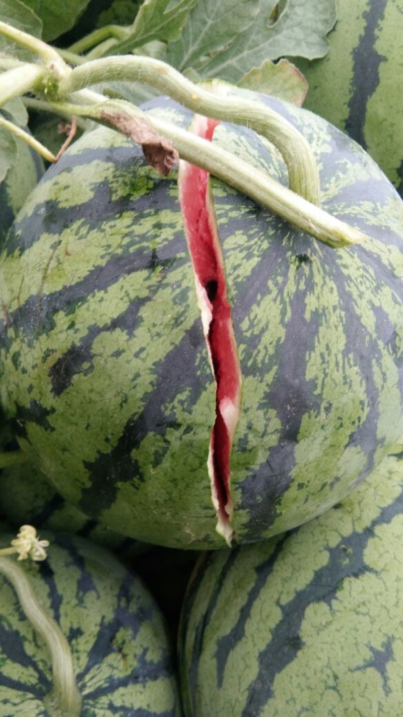 睢宁京欣西瓜