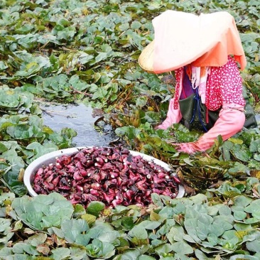 深水红菱角