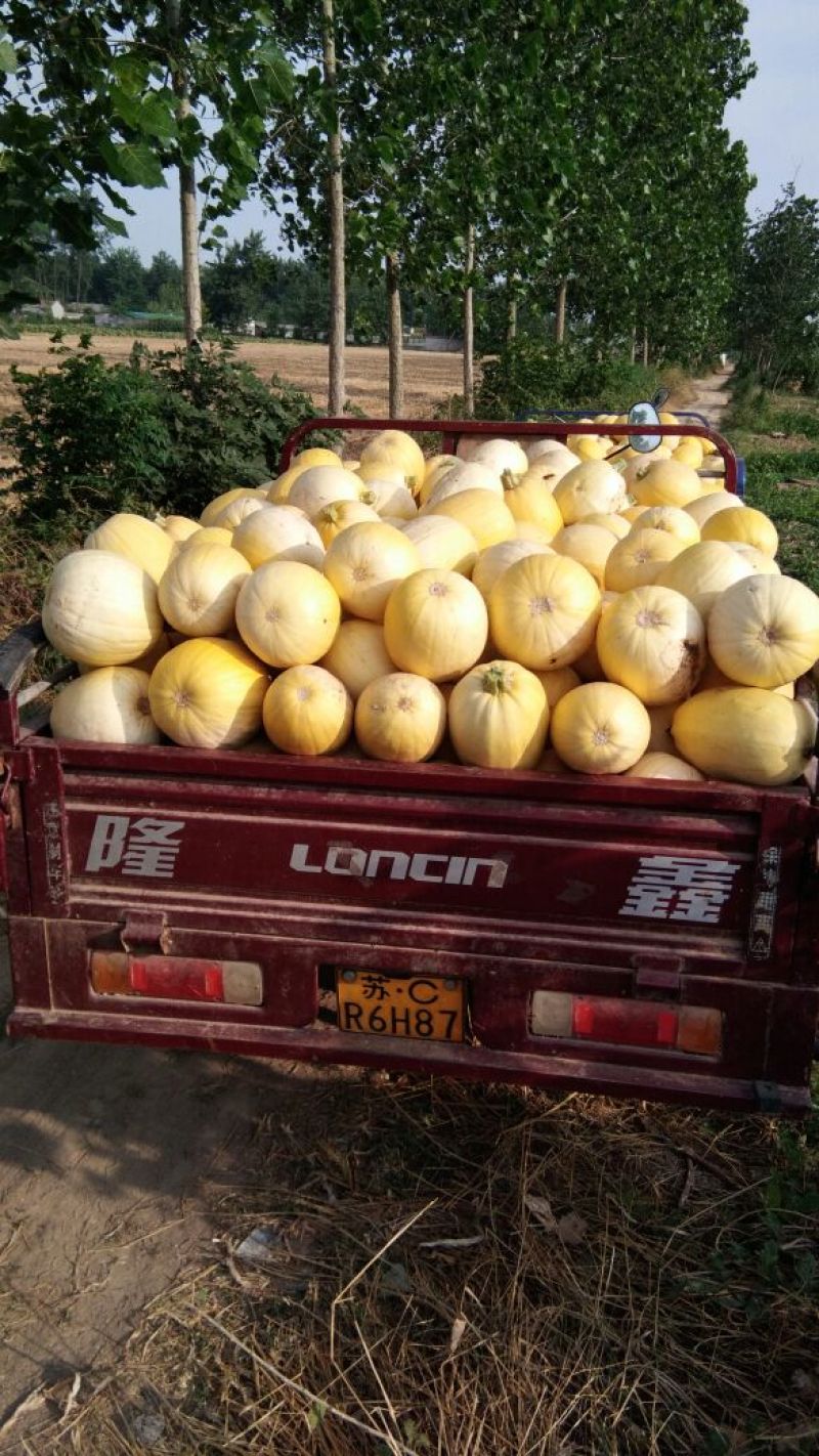 金丝搅瓜