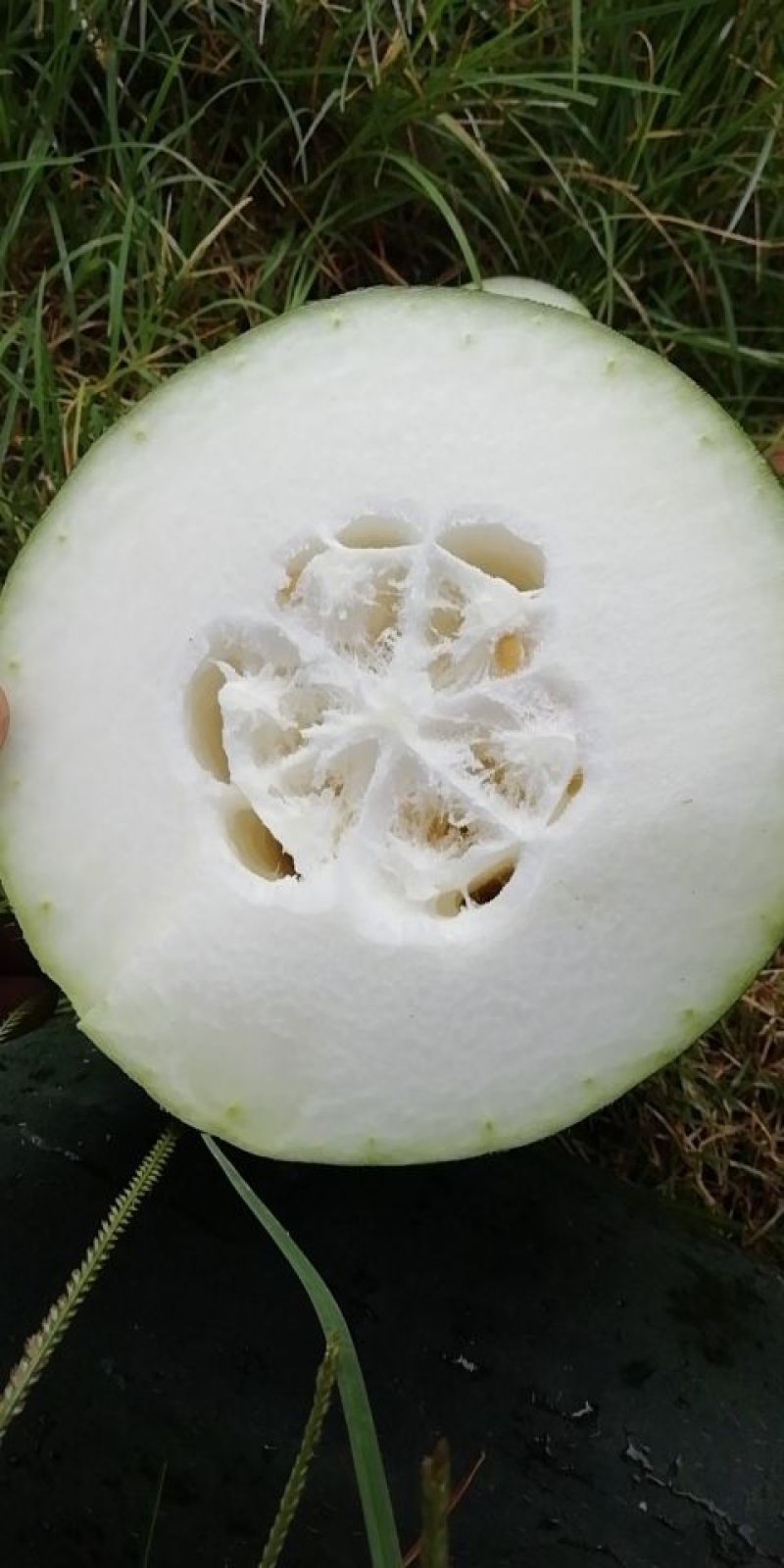 吊瓜