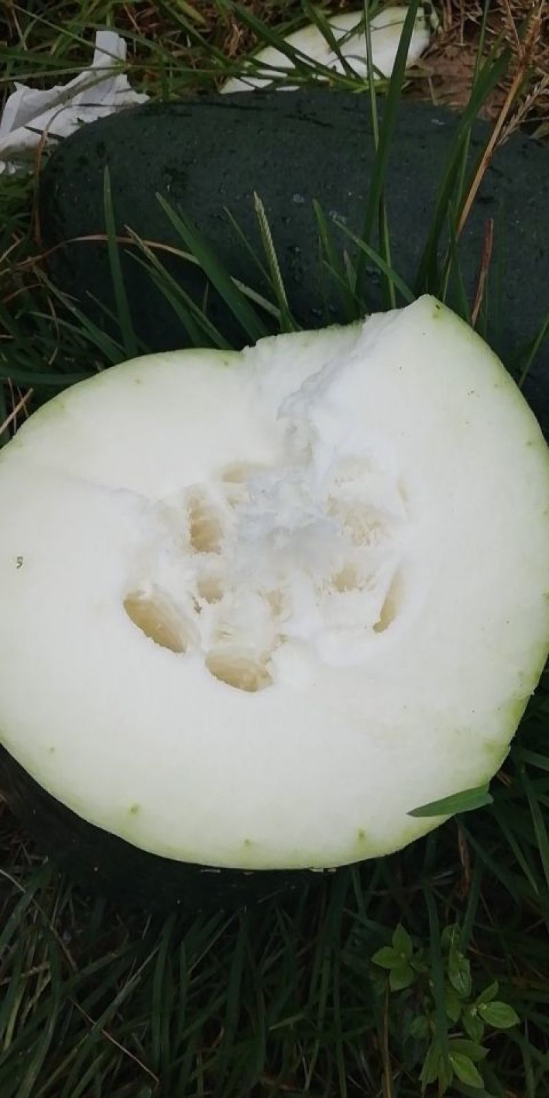 吊瓜