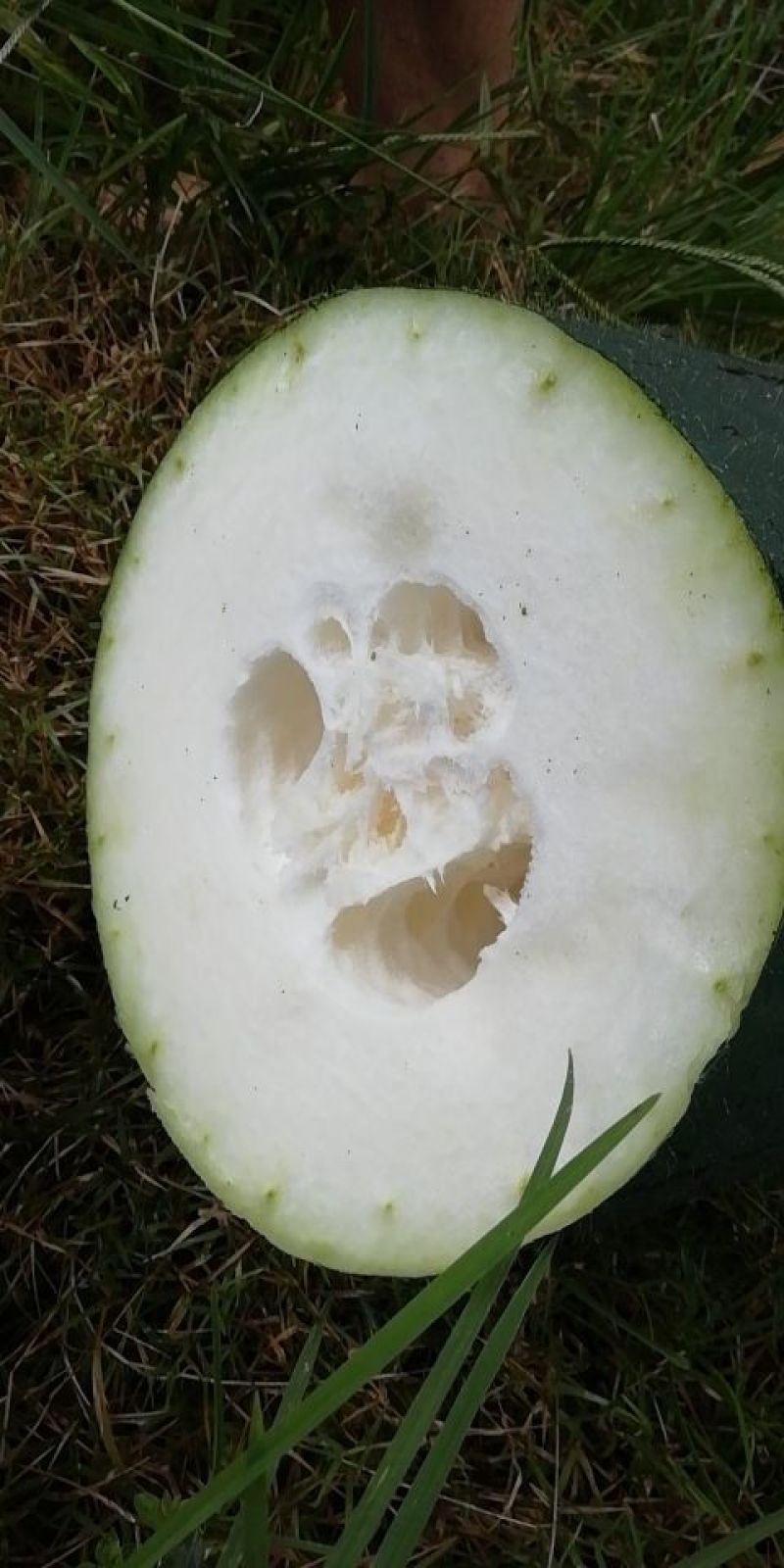 吊瓜