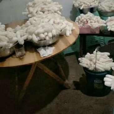 新鲜竹荪