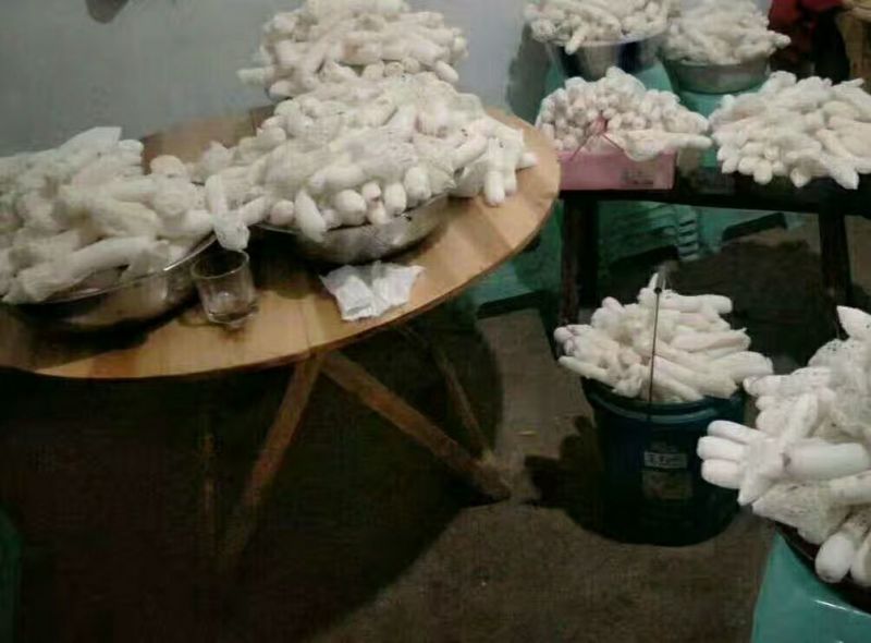 新鲜竹荪