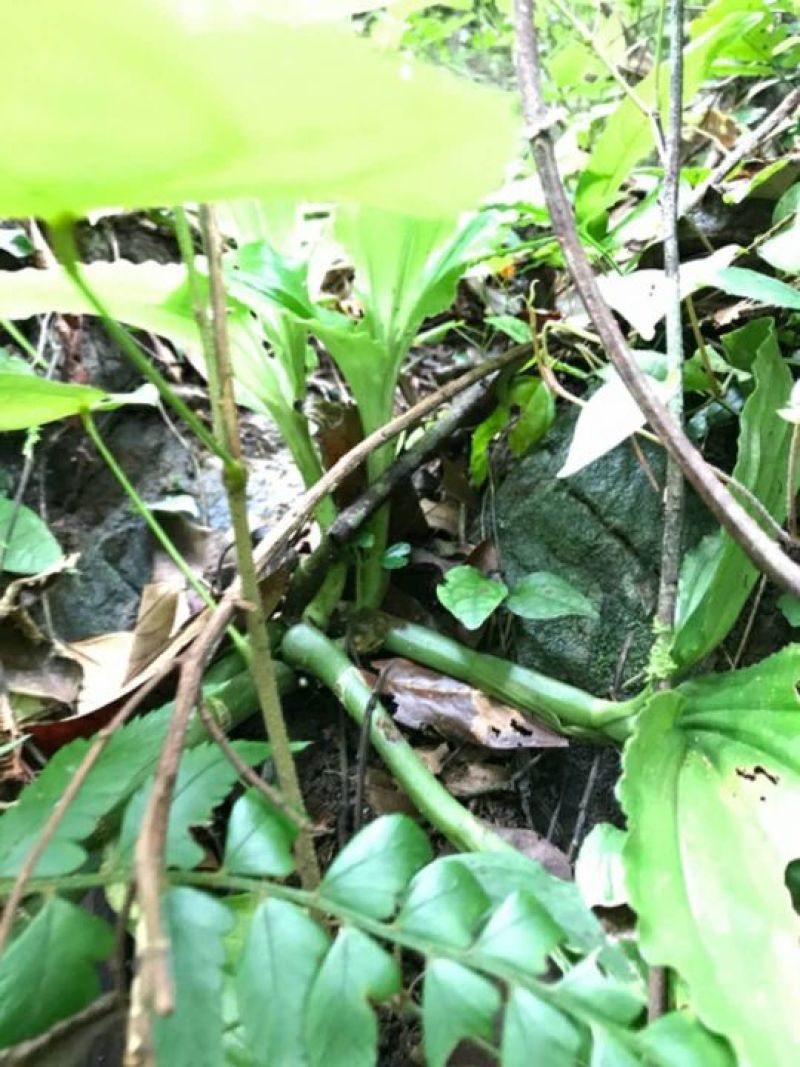 见血清