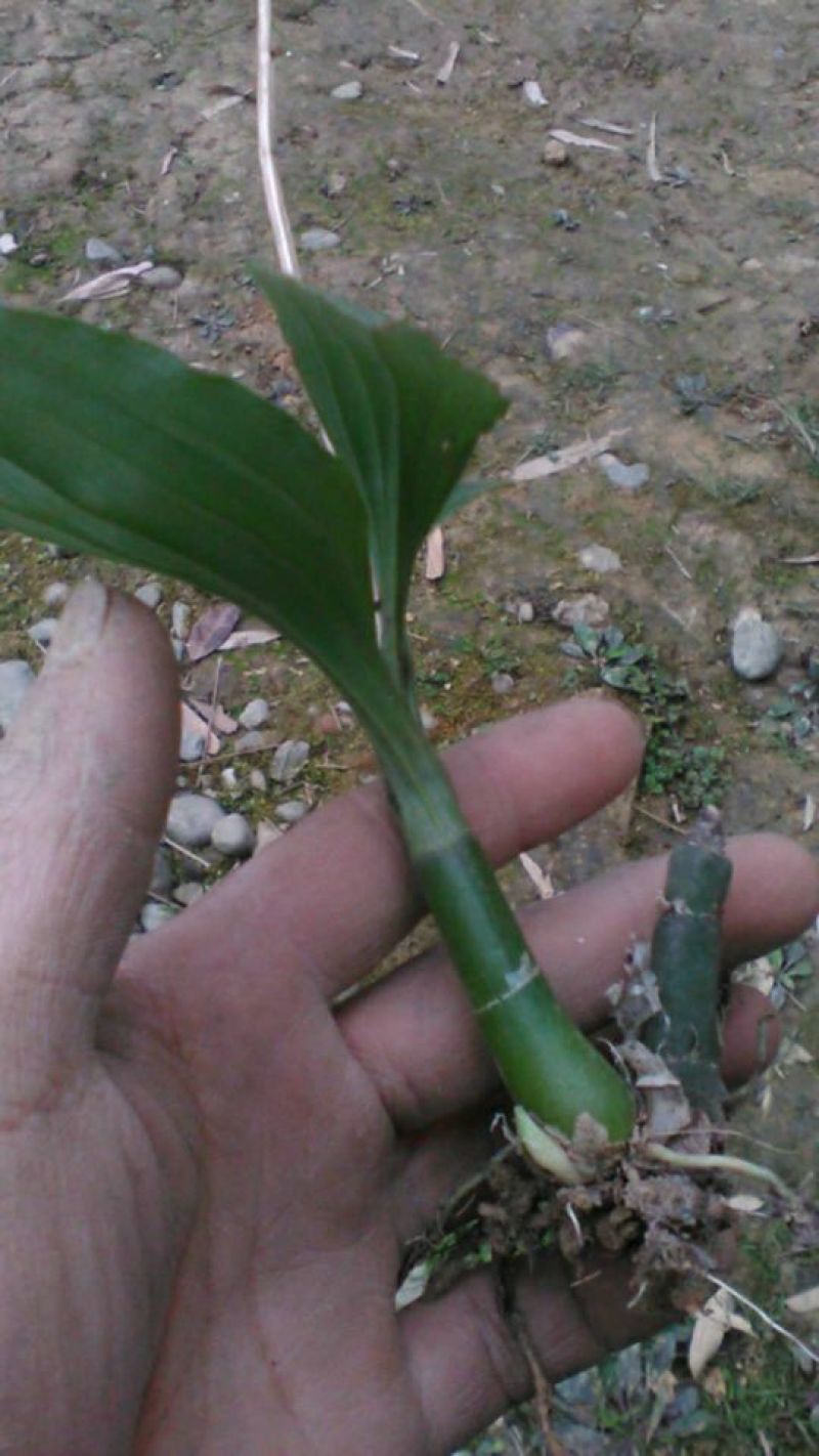 见血清