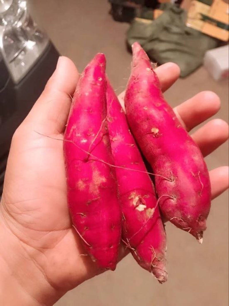 心香临安天目山小香薯产地直发，支持一件代发