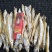 公鱼8---124---6