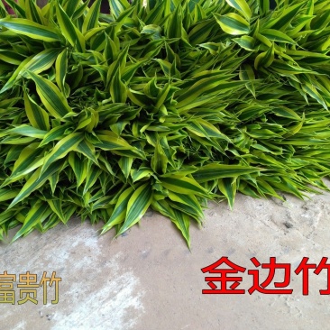 海南富贵竹批发金边竹黄金竹室内桌水培植物
