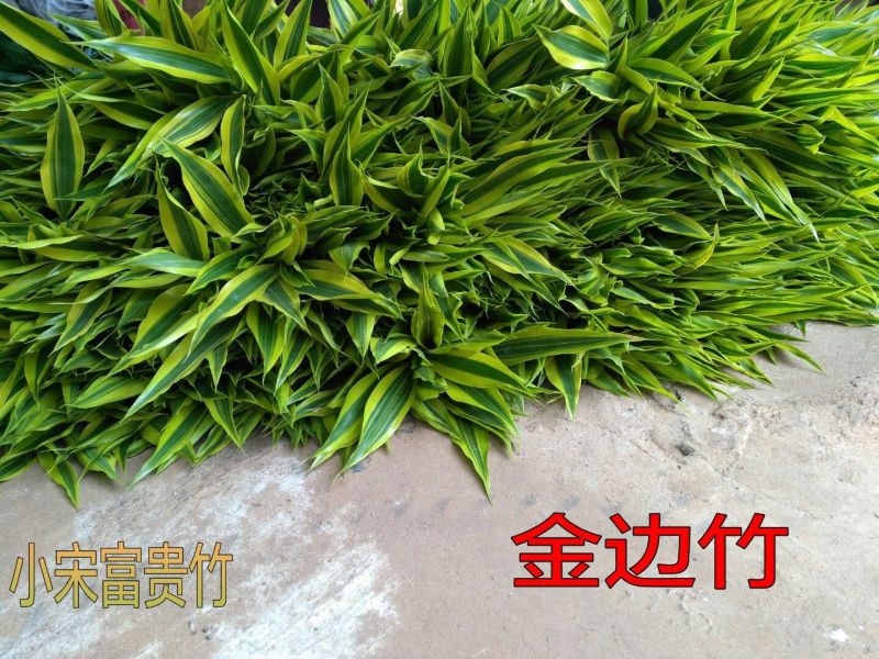 海南富贵竹批发金边竹黄金竹室内桌水培植物