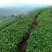 正山小种红茶苗