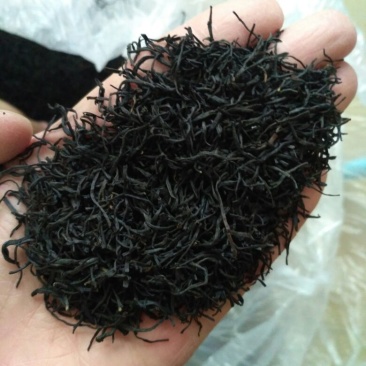 正山小种红茶苗