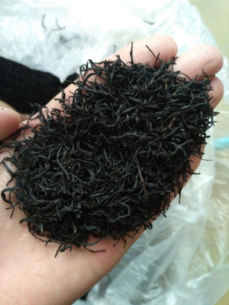 正山小种红茶苗
