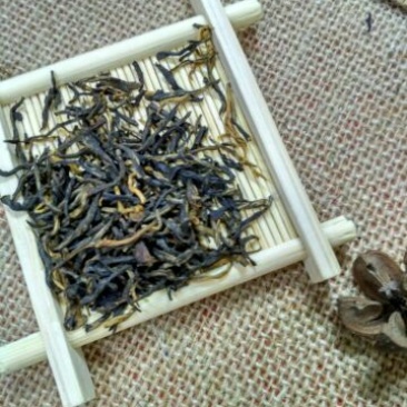 金骏眉红茶苗