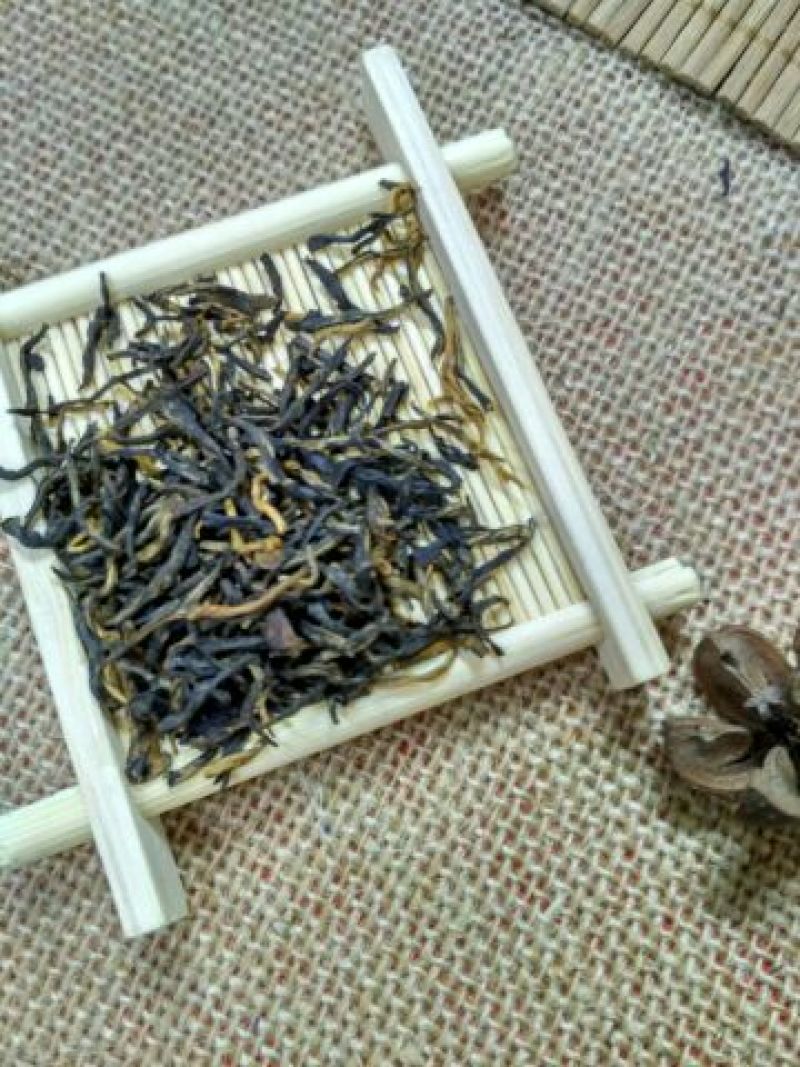 金骏眉红茶苗