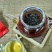 金骏眉红茶苗