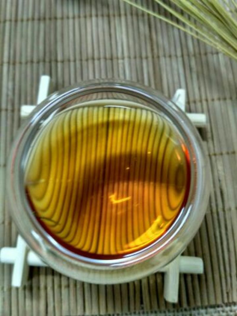 金骏眉红茶苗