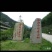 金骏眉红茶苗