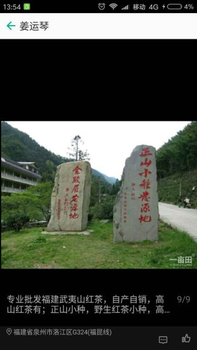 金骏眉红茶苗