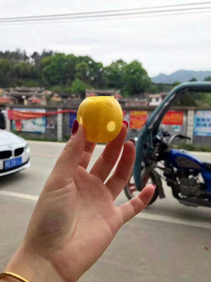 柠檬红茶苗