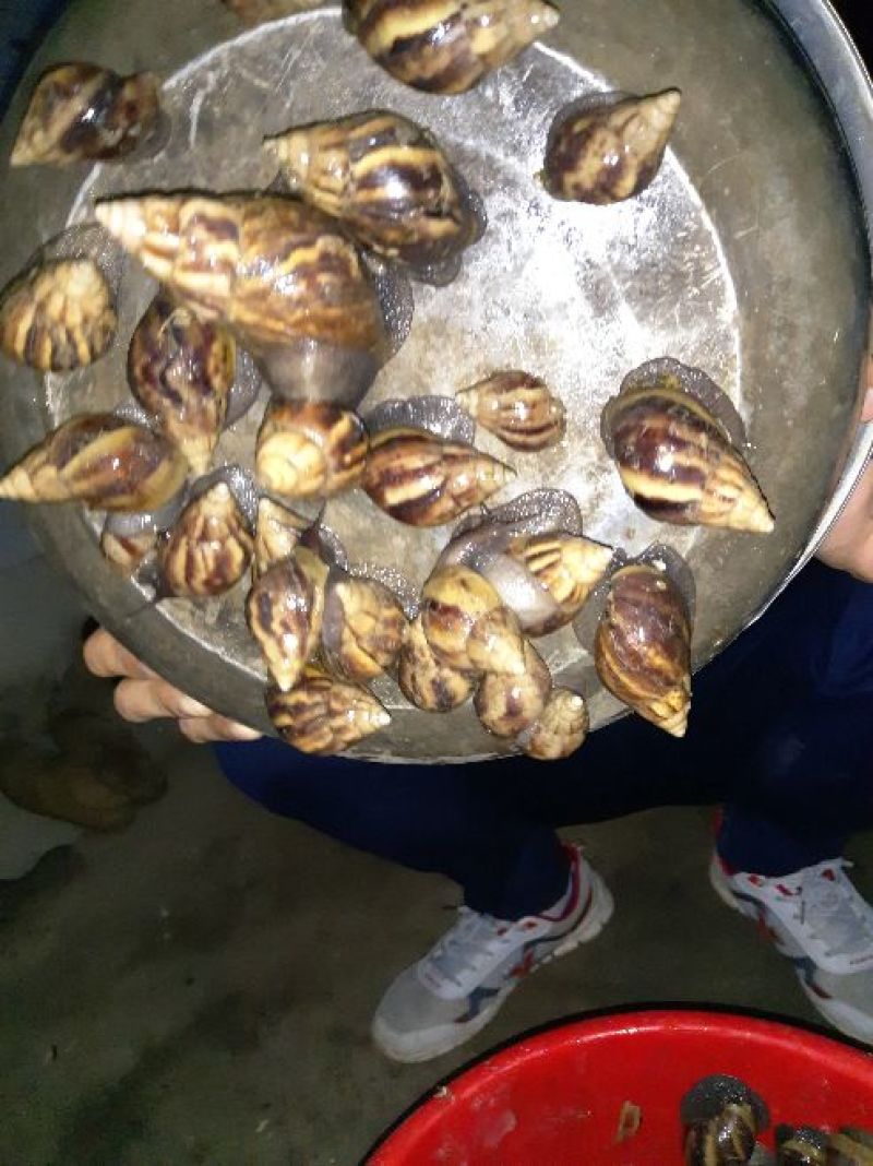 代收褐云玛瑙蜗牛