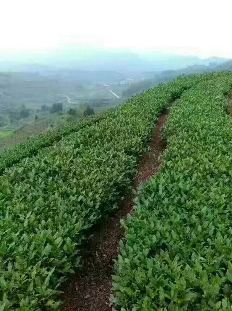 普洱茶老班章苗