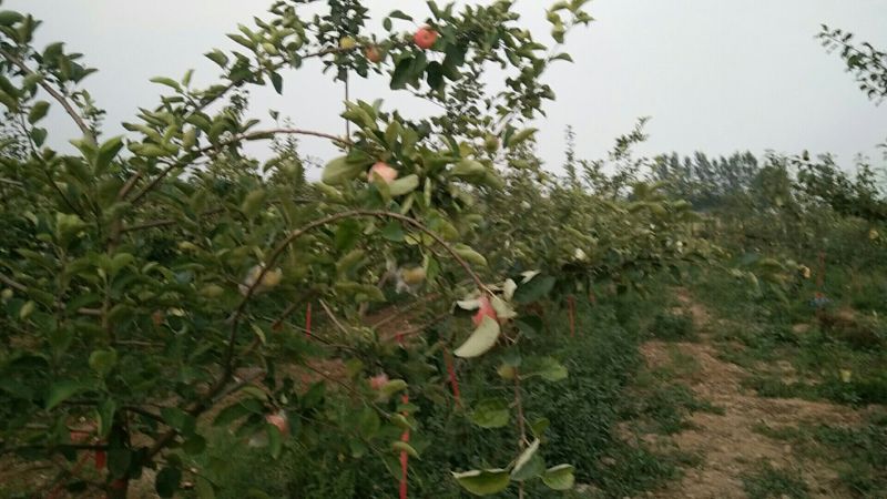出售新鲜苹果