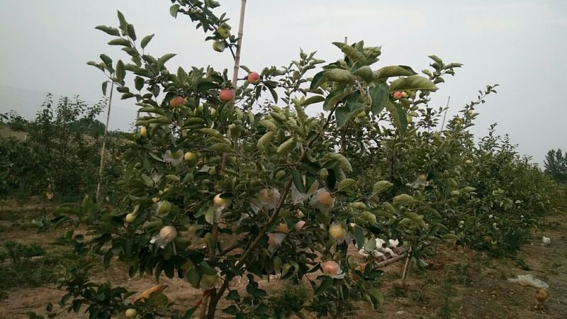 出售新鲜苹果
