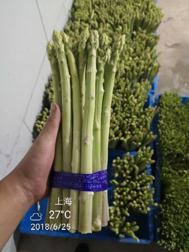 上海嘉友生态崇明有机芦笋