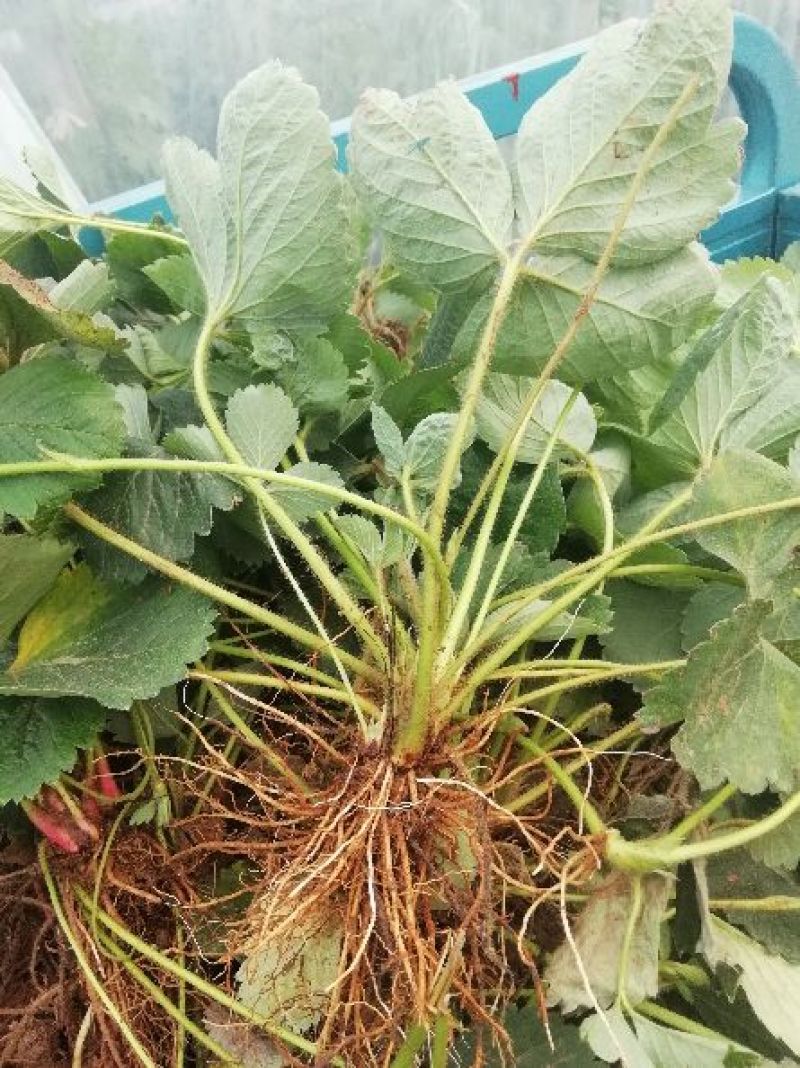 四季草莓苗，奶油味草莓，一棵也是批发价