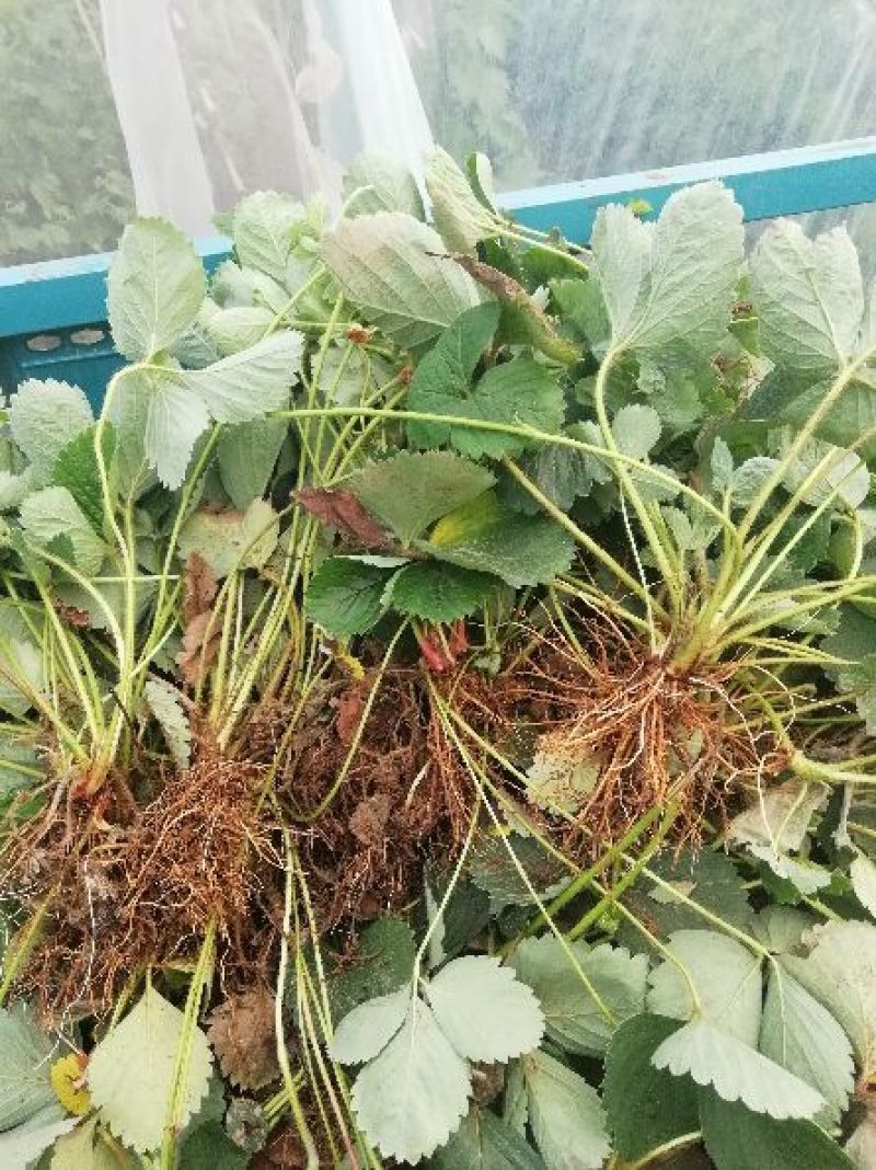 四季草莓苗，奶油味草莓，一棵也是批发价