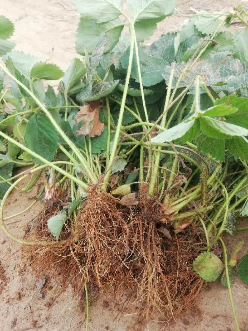 四季草莓苗，奶油味草莓，一棵也是批发价