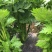 西芹60cm以上