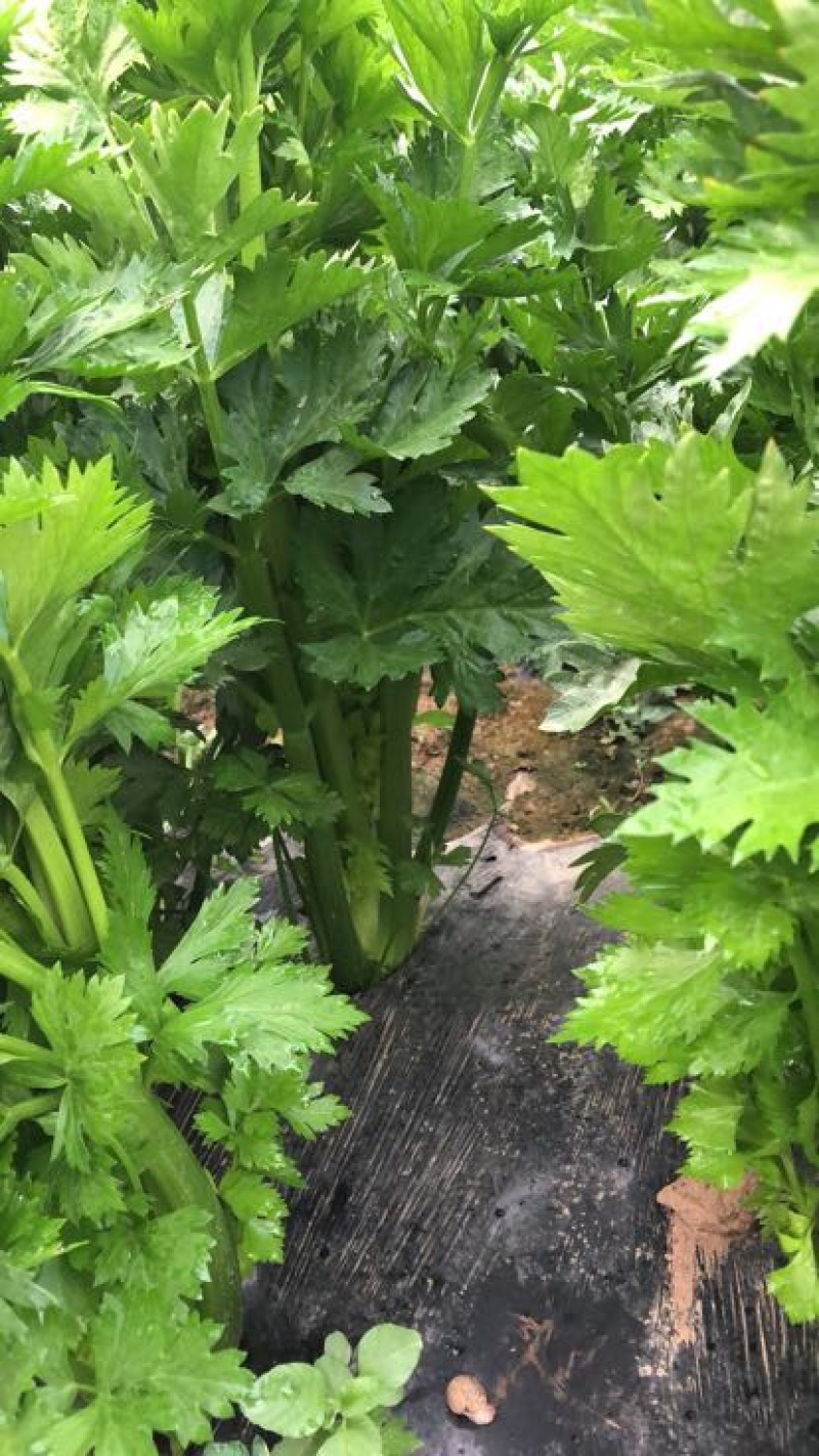 西芹60cm以上