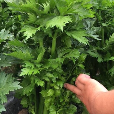 西芹60cm以上