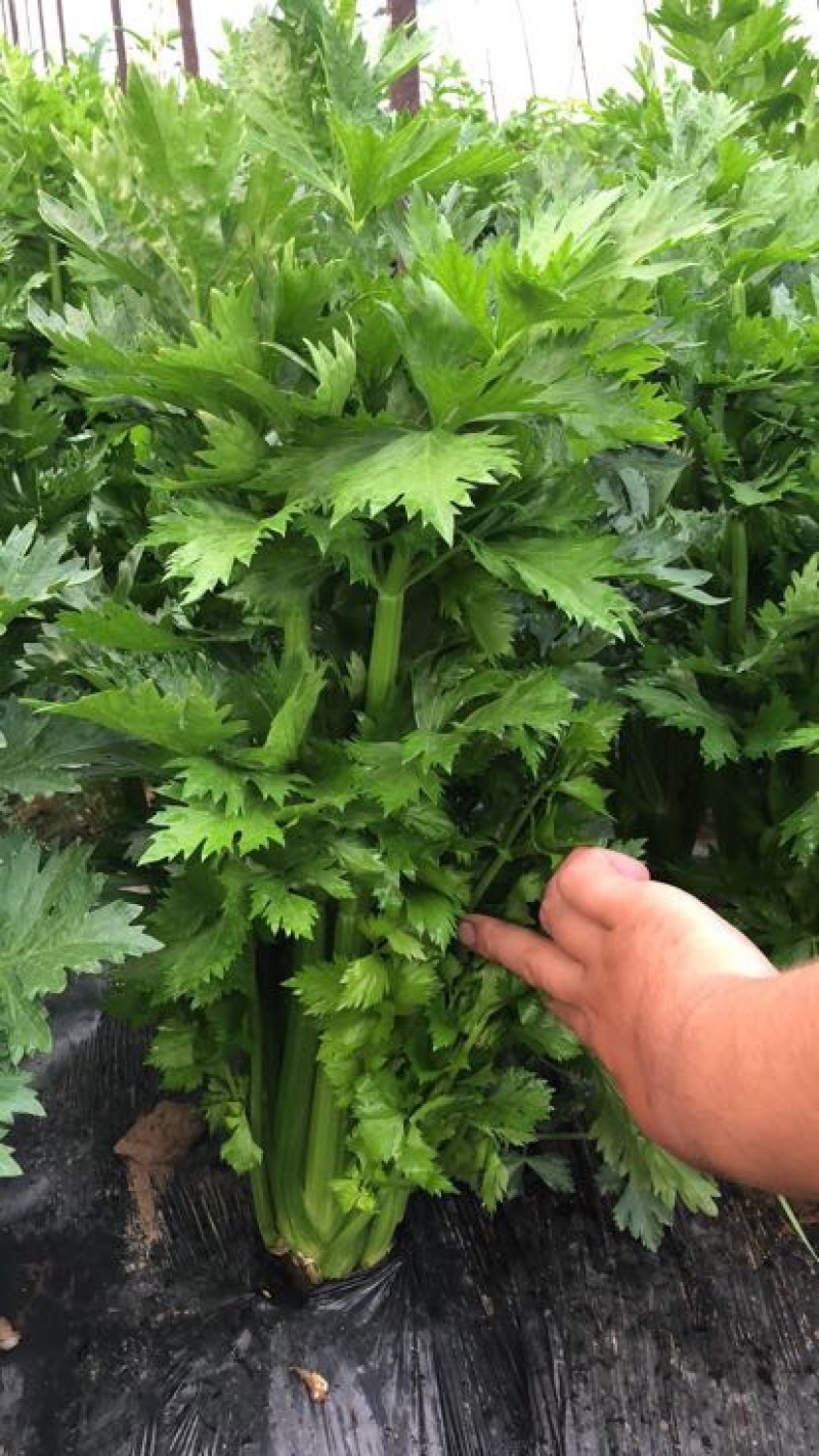 西芹60cm以上