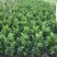 西芹60cm以上