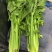 西芹60cm以上