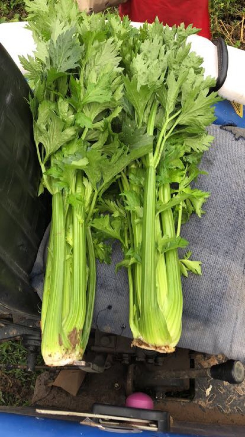 西芹60cm以上