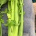 西芹60cm以上