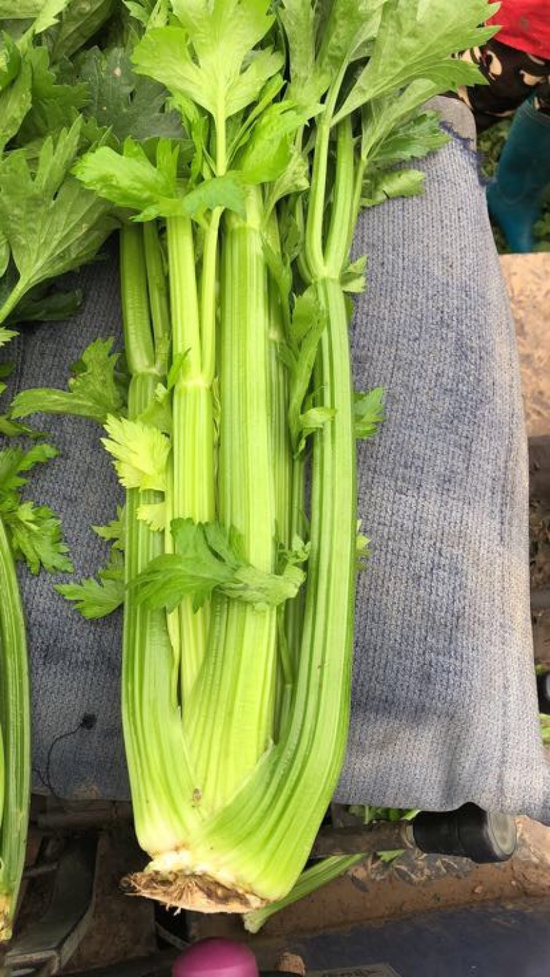 西芹60cm以上