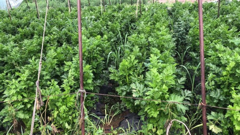 西芹60cm以上
